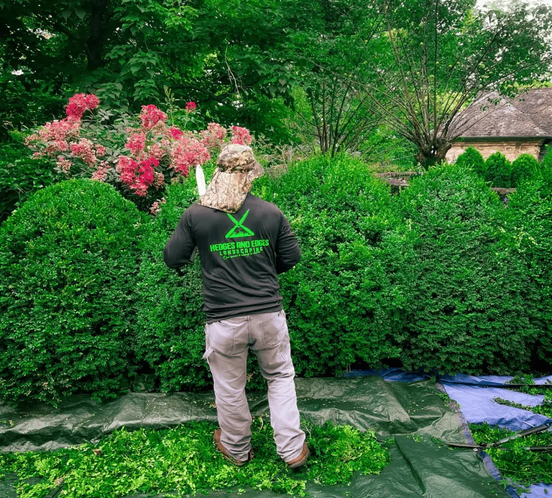 Professional hedge trimming service in Atlanta by Hedges and Edges Landscaping